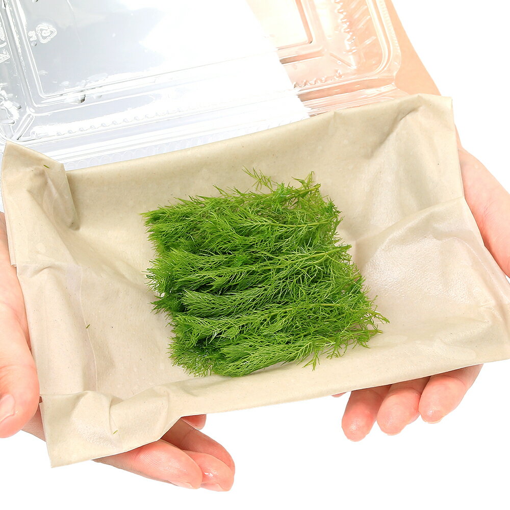 �ʿ���˥ߥꥪ�ե����sp���������ʥɥ�աʿ����աˡ�̵�����ˡ�20�ܡ�