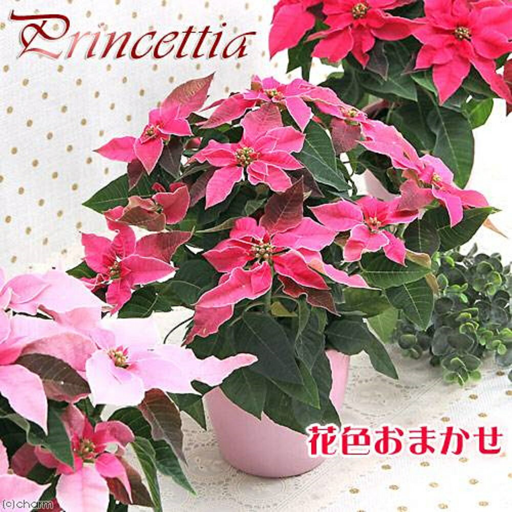 （観葉植物）プリンセチア　花色おまかせ　4号（1鉢）【HLS_DU】のサムネイル