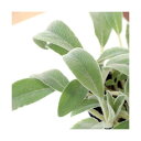 (観葉植物)ハーブ苗 ラムズイヤー 3号(1ポット) 家庭菜園