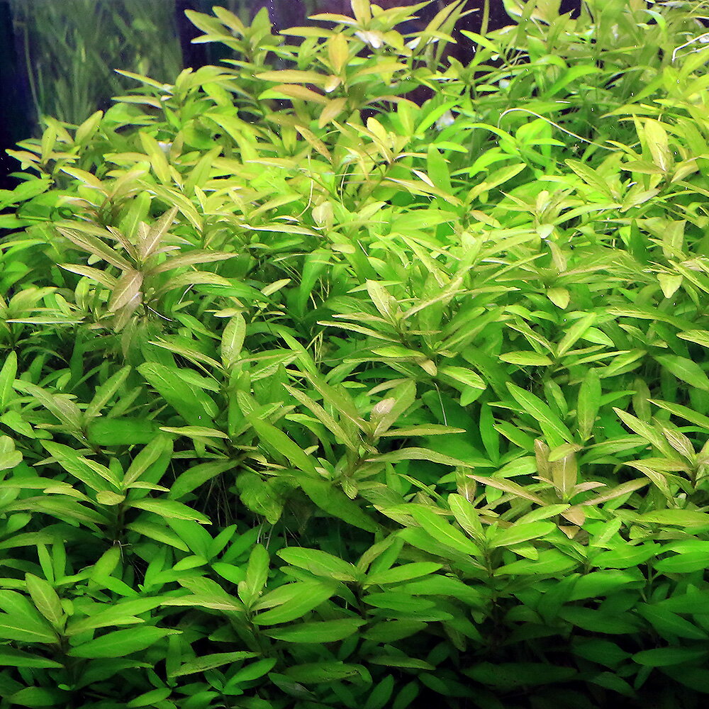 �ʿ���˥ϥ������ե��顡�ݥꥹ�ڥ�ޡʿ����աˡ�̵�����ˡ�20�ܡ�