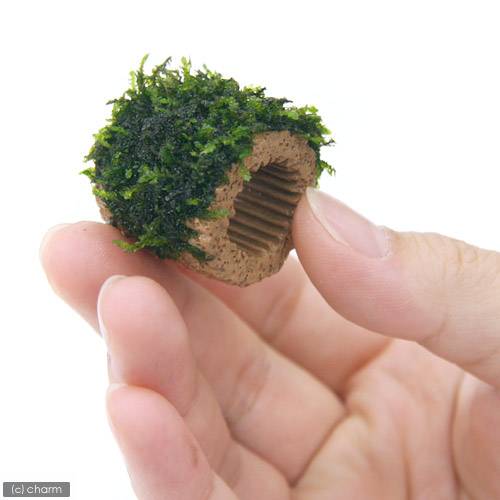 （水草）巻きたて　ライフマルチ（茶）ウィーピングモス（水中葉）（無農薬）（3個）