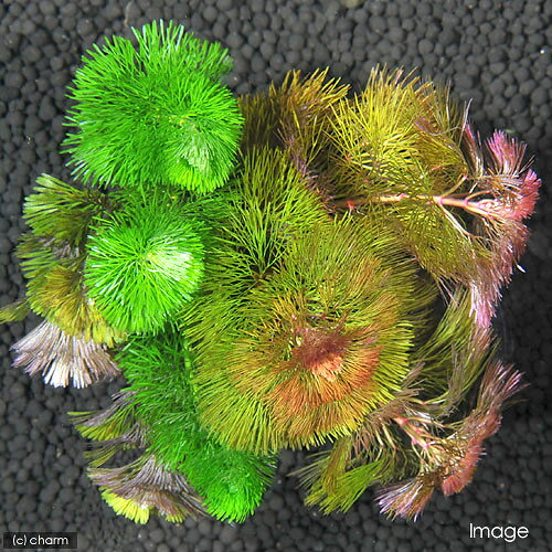 （水草）メダカ・金魚藻　ライフマルチ（茶）カボンバミックス（3個）