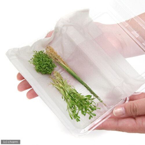 �ʿ���˿͵���������3�糧�åȡʥ����å������塼�С��إ����硼�ˡʿ���աˡ�̵�����ˡ�1�ѥå���