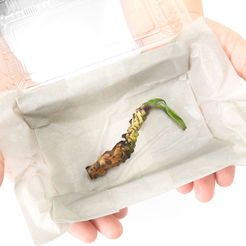 （水草）サイジョウコウホネ　根茎3〜10cm（水上葉）（無農薬）（1株） 2