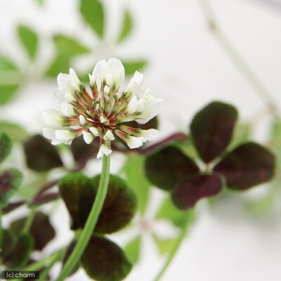 四葉のクローバーの花言葉とは 三つ葉 五つ葉と併せて意味をご紹介 2ページ目 Botanica 四葉のクローバーの花言葉とは 三つ葉 五つ葉と併せて意味をご紹介 2ページ目 Botanica