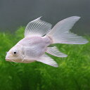 (錦鯉)一点物 プラチナヒレナガ錦鯉 ショートボディ 12cm±(1匹)
