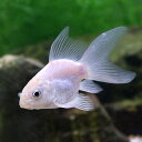 (錦鯉)一点物 プラチナヒレナガ錦鯉 ショートボディ 7cm±(1匹)