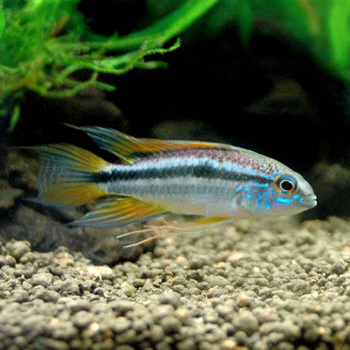 楽天市場】アピスト グラマ 繁殖（種（観賞魚）シクリッド）の通販