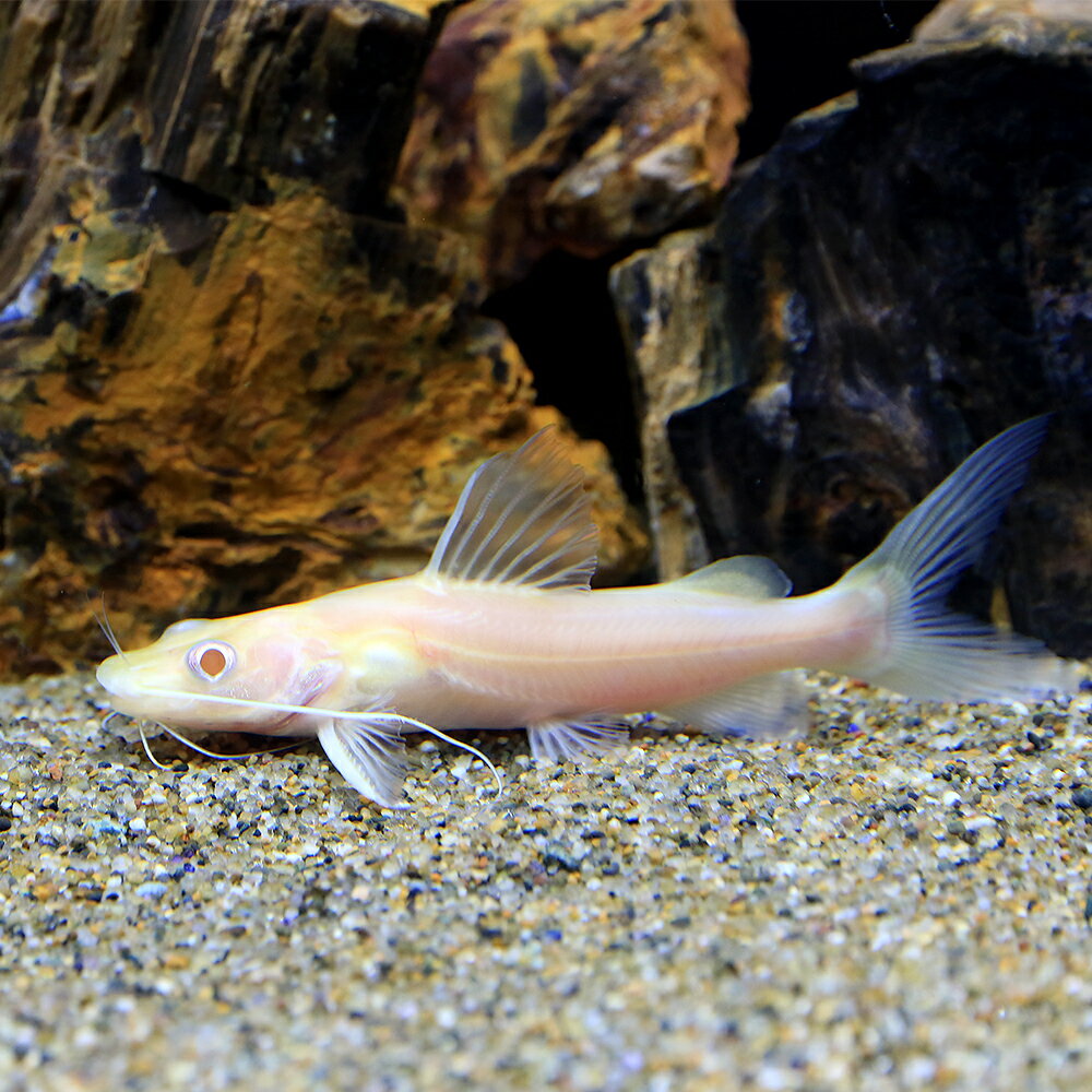 （熱帯魚）アルビノイエローミスタスキャット（1匹）　北海道・九州航空便要保温