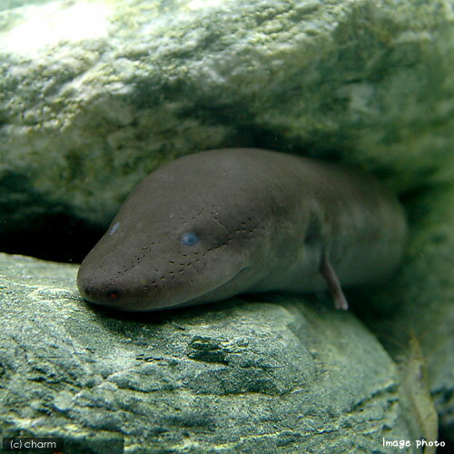 （両生類）フタユビアンヒューマ（1匹）　北海道航空便要保温