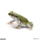(両生類)テキサスミドリヒキガエル(アメリカミドリヒキガエル) WC個体(1匹)