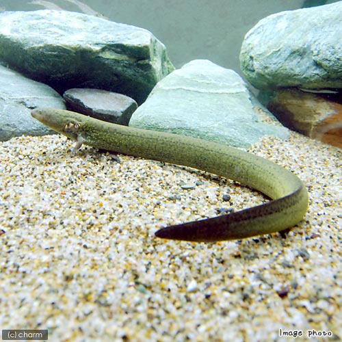 （両生類）グレーターサイレン（1匹）　北海道航空便要保温