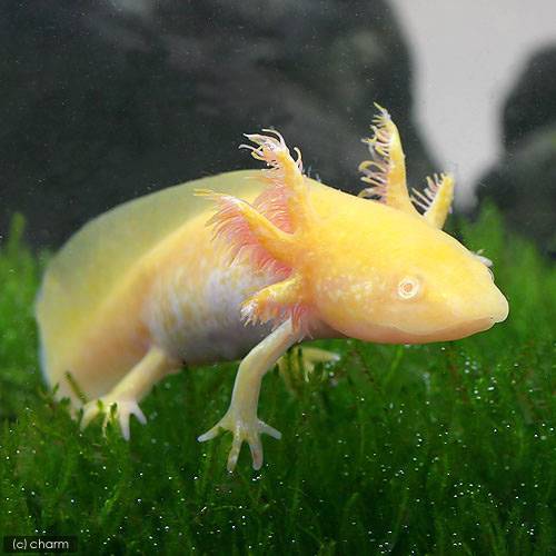 ��ξ����˥����ѡ��롼�ѡ���������ǥ�S��������1ɤ�ˡ��̳�ƻ���彣�Ҷ������ݲ�