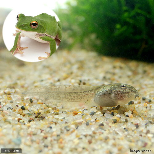（両生類）モリアオガエル　オタマジャクシ（1匹）