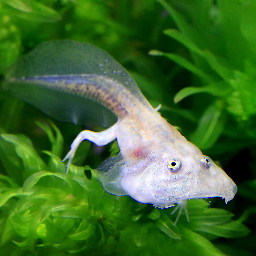 ��ξ����˥Х����åȥ����롡�����ޥ��㥯����1ɤ�ˡ��̳�ƻ���彣�Ҷ������ݲ�