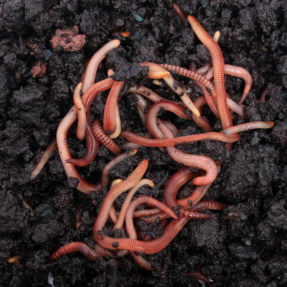 腐葉土の作り方とは 簡単に手作りできる落ち葉を使った方法などをご紹介 暮らし の