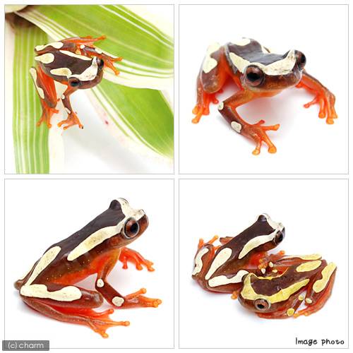 ��ξ����˥ե��ɥꥢ�ޥ����롡WC���Ρ�1ɤ�ˡ��̳�ƻ���彣�Ҷ������ݲ�