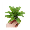 (観葉植物)ビバリウムプランツ ブロメリア フリーセア ラシナエ(1株)