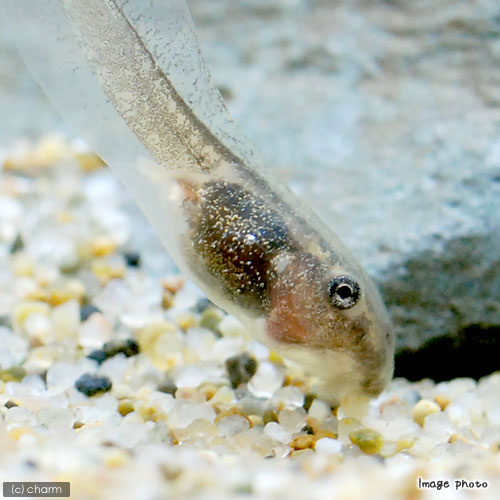 ��ξ����˥������ᥬ���롡�����ޥ��㥯����1ɤ�ˡ��̳�ƻ���彣�Ҷ������ݲ�