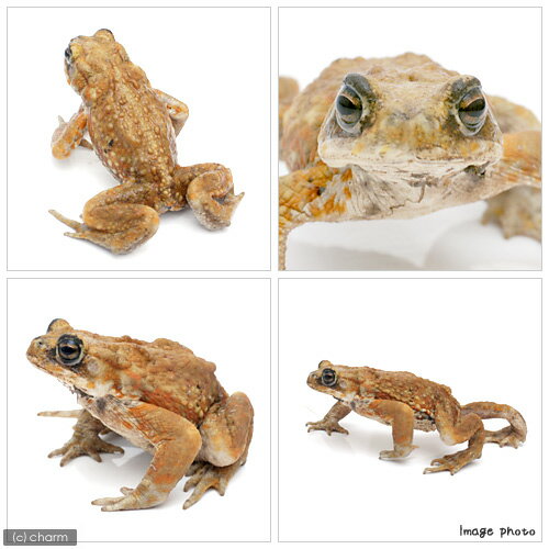 ��ξ����ˡ�B�ʡ˥ߥ䥳�ҥ������롡�������绺��WC���Ρ�1ɤ�ˡ��̳�ƻ���彣�Ҷ������ݲ�