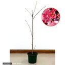 (山野草)庭木苗 サクラ(桜) プリンセス雅 6号(1鉢)