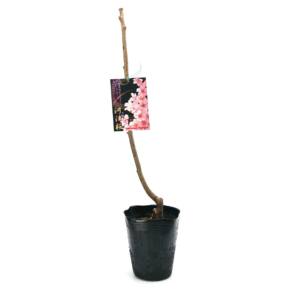（盆栽）サクラ（桜）河津桜　樹高80～100cm程度　5号（1鉢）庭木【HLS_DU】