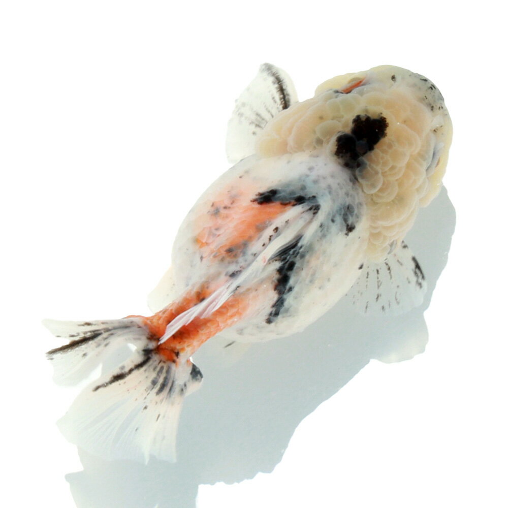 ✩オランダ獅子頭 特大ローズテール② 23.0cm前後 1匹