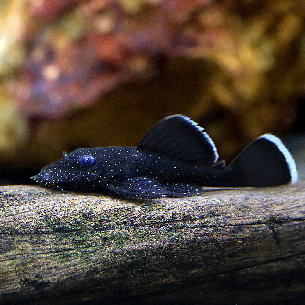 （熱帯魚）パラホワイトエッジ・ブッシープレコ　L−59（ワイルド）（1匹）　北海道・九州航空便要保温
