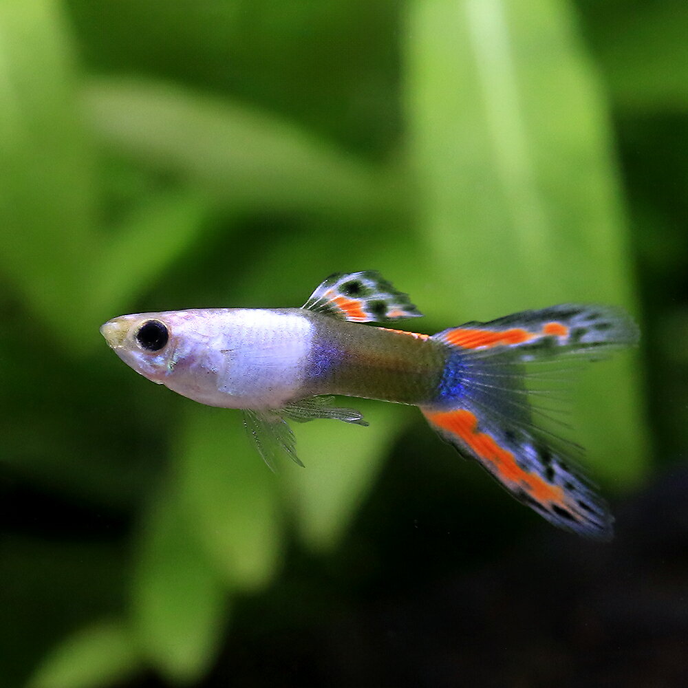 （熱帯魚）エンドラーズ・グッピー　ブラックファイアー　オス（インドネシアブリード）（1匹）　北海道・ ...