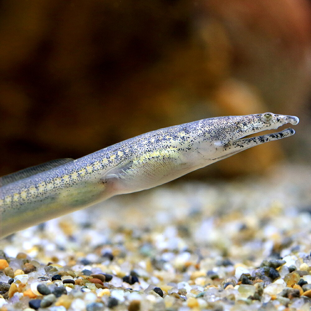 （熱帯魚）カワウミヘビ　インドネシア産（1匹）　北海道・九州航空便要保温