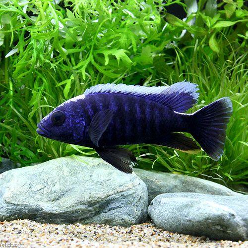 （熱帯魚）アーリー　Lサイズ（12〜16cm）（1匹）　北海道・九州航空便要保温