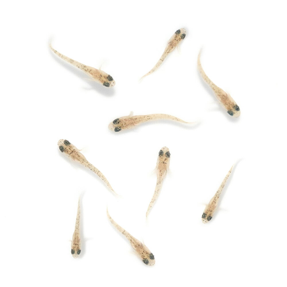お送りする個体は体長0．5〜2cm程度です。成長期の稚魚での発送となる為、発送時には表記サイズより大きめでの発送となる場合がございます。個体サイズや模様、雌雄の指定についてはお受け致しかねますのでご了承下さい。無選別　オフホワイトメダカ　稚魚稚魚販売に関するご注意こちらの商品の名称は繁殖に使用した親魚の品種名になります。商品の性質上、お送りする稚魚は必ずしも親と同じ色彩、形質が発現するとは限らず、成長後の色彩、固定率等の保証は致しかねます。また、こちらの商品は無選別で掬わせていただくため、雌雄の判別や体型、発色、サイズなどに差異や偏りがある場合がございますのでご了承下さい。販売名無選別　オフホワイトメダカ　稚魚学名（※）Oryzias　latipes　var.（改良メダカ）Oryzias　sakaizumii（キタノメダカ）Oryzias　latipes（ミナミメダカ）（※）…改良品種や学名が不明の種は流通名での記載の場合があります。分布改良品種（原種：日本）飼育要件最大体長　　　→　約3〜4cm温度　　　　　 →　5〜28度水質　　　　　 →　弱酸性〜弱アルカリ性餌　　　　　　 →　人工飼料、生餌混泳　　　　　 →　可能※…飼育環境は一例です。必ずしもこの環境下であれば飼育できることを確約するものではございません。種類詳細学名のOryziasはイネ属のOryzaiに由来し、原種は日本全国の水田や小川に生息しています。現在では様々な改良品種が存在し、観賞価値が高いものが多いです。飼育も容易で、水が凍ってしまわなければ屋外で越冬させることも容易です。ボウフラを好んで食べるためビオトープで飼育されることも多いです。また、2013年にそれまで1種と考えられていたメダカには実は2種含まれていたことが正式に発表され、それぞれ「キタノメダカ」と「ミナミメダカ」と名付けられました。改良メダカはミナミメダカがベースとなっています。品種詳細（ホワイトダイヤ×フロマージュ）×ホワイトダイヤリアルロングフィンの掛け合わせによって作出された品種です。白いヒレが非常に特徴的なメダカです。飼育のポイント病気にさえならなければ非常に丈夫で、水質の悪化や低温にも耐えうる強靭な強さを持っています。しかし、急激な水質や水温の変化にはもろい部分もあり、早い水流は好みません。また、スレにも弱いので網ですくう際などは注意が必要です。安定した水質を得ることができ、産卵床としても使用できるマツモ等の水草やホテイアオイ等の浮草を利用するといいでしょう。また、導入直後はスレなどがある可能性があり、不安定なので塩を少量入れるのも効果的です。混泳の注意点熱帯魚や日本産淡水魚のどちらもサイズが同程度で、性格が温和な種類であれば問題なく混泳できます。メダカ同士でも問題なく混泳させることができますが、品種の維持をする際は注意が必要です。肉食性の強い種との混泳には適しておらず、捕食されてしまう可能性があります。繁殖繁殖は容易で、屋内でも屋外でも繁殖させることができます。背ビレに切り込みがあり、尻ビレが幅広いのがオスでこれらの特徴を持たないのがメスです。オスとメスをある程度の匹数用意することで、メスが総排泄口付近に卵をぶら下げている姿を見ることができます。1ペアでも繁殖行動は確認でき、増やすことができます。産卵床としてマツモなどの水草や、ホテイアオイなどの浮草を用意すると水草の茎や葉、浮草の根に卵が産み付けられます。また、産卵床がない状態だと過抱卵になったり、卵を水槽底やシリコン部分に産み付ける可能性があります。産卵は朝に行われることが多く、一度産卵が始まると数日間で何度も産卵が行われます。産卵された卵はそのままでも孵化させることができますが、生まれたての稚魚が親魚に食べられてしまう場合があるため、別の水槽や隔離ネットなどに移した方がいいでしょう。卵は水温にもよりますが、1週間〜10日間ほどで孵化します。稚魚は親魚に与えていた人工飼料を細かくして与えるか、稚魚用の人工飼料を与えれば成長させることができます。その他の方法として、産卵床にシュロの皮や毛糸などで作ったモップを使用したり、取れた卵をほぐしてメチレンブルー系の薬に漬けて死卵を防ぐといった方法もあります。その他キタノメダカとミナミメダカの2種は数が少なく、絶滅危惧2類としてレッドデータブックに記載されています。遺伝子の型からキタノメダカは2タイプ、ミナミメダカは9タイプが知られています。また、安易な放流によって、2種および地方集団間で、攪乱が起こって問題になっています。現在では、改良メダカの放流が問題視されているので、川や池への放流は絶対にしないでください。（生餌）タマミジンコ入り飼育水（500ml）1本　活餌　北海道・九州航空便要保温（生餌）ゾウリムシミックス　インフゾリア（500ml）　活餌　北海道・九州航空便要保温（水草）メダカに合う水草セット　2種（水中葉）（無農薬）（1セット）（説明書付）めだか（水草）メダカの水草レイアウトセット（浮草）おまかせ浮き草　3種セット（無農薬）（各1株）（浮草）おまかせ浮き草　3種セット（無農薬）（各1株）メダカ用フード　大粒タイプ「ff　num33」　40ml　aquarium　fish　food　series　めだか　エサ　餌　メダカの餌PSBQ10　ピーエスビーキュート　淡水用　500mL　メダカ　金魚　熱帯魚　光合成細菌　バクテリア（浮草）おまかせ浮き草　3種セット（無農薬）（各1株）（水草）メダカ・金魚藻　カボンバ（バラ10本）（水草）メダカ・金魚藻　国産　無農薬アナカリス（10本） … sfset　_aqua　aqua　nittan_medaka_kuro　Oryzias　latipes　var．　ビオトープにおすすめの生体　biotope　熱帯魚　エビ他　日本産メダカ　改良メダカ　ヒカリ　めだか　バタフライメダカ　20250204　MK　メダカ生体　無選別　稚魚　y25m02　サバンナ　メダカ屋サバンナブリード　オフホワイト　ホワイト　pus2503leaf02・（めだか）無選別　オフホワイトメダカ　稚魚　（1匹）　北海道・九州航空便要保温 構成する商品内容は在庫状況により予告無く変更になる場合がございます。予めご了承下さい。■この商品をお買い上げのお客様は、下記商品もお買い上げです。※この商品には付属しません。■（生餌）タマミジンコ入り飼育水（500ml）1本　活餌　北海道・九州航空便要保温（生餌）ゾウリムシミックス　インフゾリア（500ml）　活餌　北海道・九州航空便要保温（水草）メダカに合う水草セット　2種（水中葉）（無農薬）（1セット）（説明書付）めだか（水草）メダカの水草レイアウトセット（浮草）おまかせ浮き草　3種セット（無農薬）（各1株）（浮草）おまかせ浮き草　3種セット（無農薬）（各1株）メダカ用フード　大粒タイプ「ff　num33」　40ml　aquarium　fish　food　series　めだか　エサ　餌　メダカの餌PSBQ10　ピーエスビーキュート　淡水用　500mL　メダカ　金魚　熱帯魚　光合成細菌　バクテリア（浮草）おまかせ浮き草　3種セット（無農薬）（各1株）（水草）メダカ・金魚藻　カボンバ（バラ10本）（水草）メダカ・金魚藻　国産　無農薬アナカリス（10本）