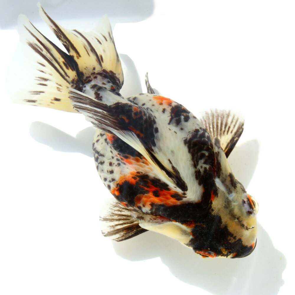 （金魚）一点物　ダルマ琉金　14cm±　（中国産）（1匹）