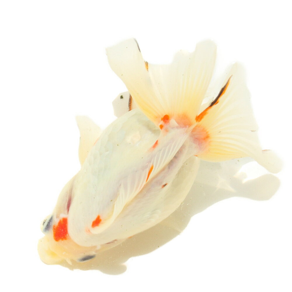 （金魚）一点物　ダルマ琉金　14cm±　（中国産）（1匹）