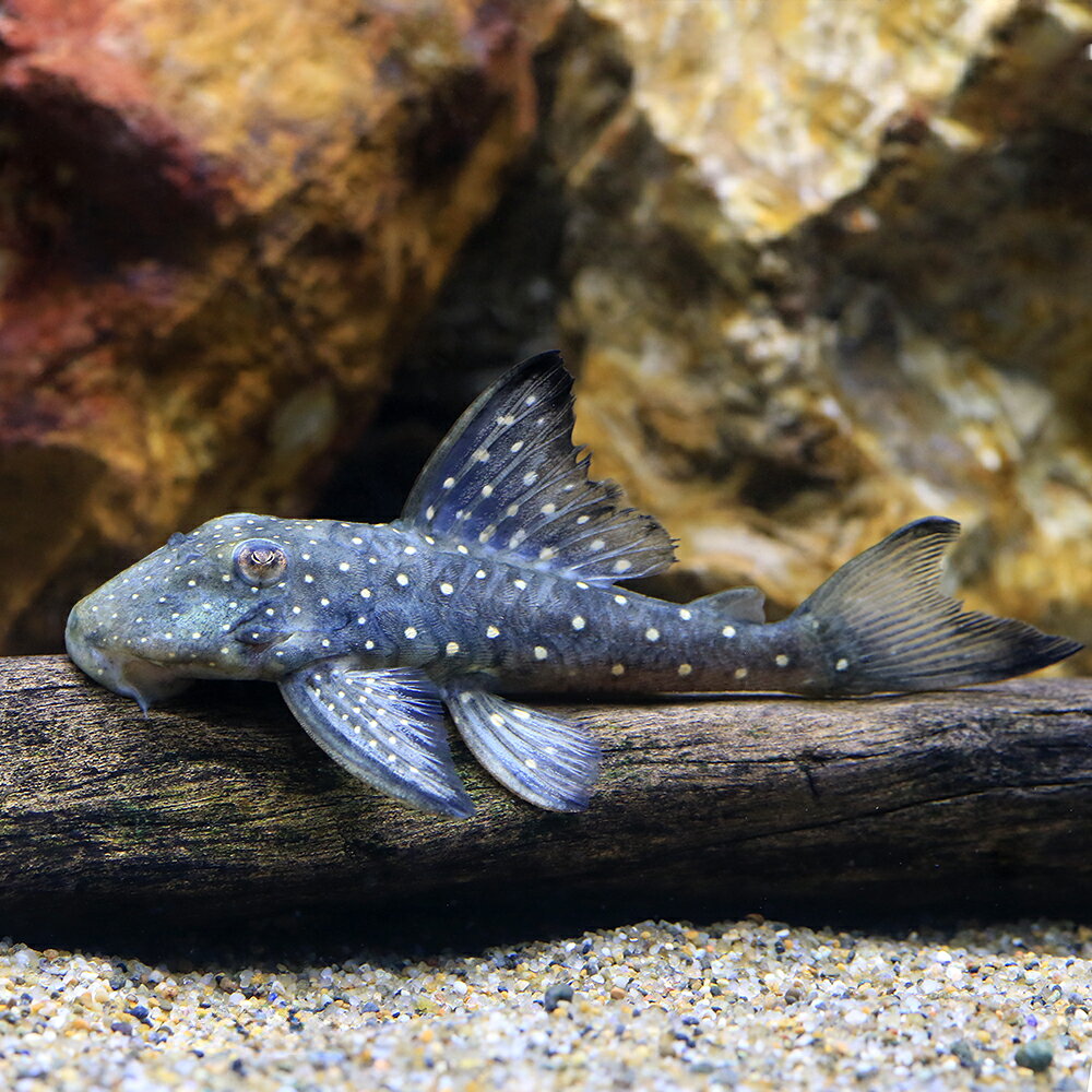 （熱帯魚）ブラックファントム・プレコ（ワイルド）（1匹）　北海道・九州航空便要保温