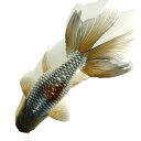 (国産金魚)一点物 銀魚 吉野養魚場産 16cm±(1匹)