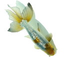 (国産金魚)一点物 銀魚 吉野養魚場産 16cm±(1匹)
