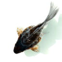 (国産金魚)一点物 メタリック玉サバ 吉野養魚場 15cm±(1匹)
