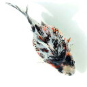(国産金魚)一点物 メタリック玉サバ 吉野養魚場 12cm±(1匹)