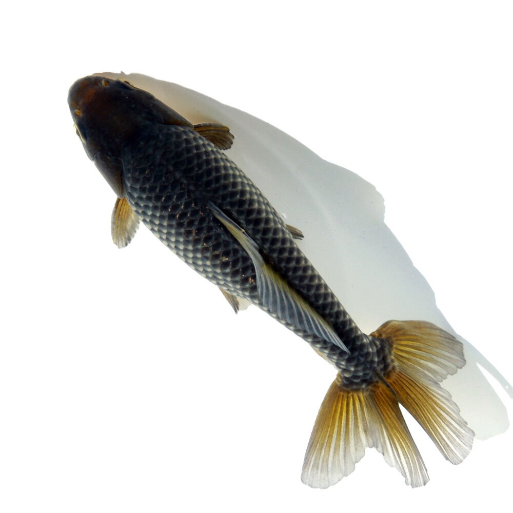（国産金魚）一点物　青紅葉和金　吉野養魚場産　16cm±（1匹）