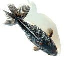 (国産金魚)一点物 ドラゴンスケール和金 四ツ尾 吉野養魚場産 16cm±(1匹)