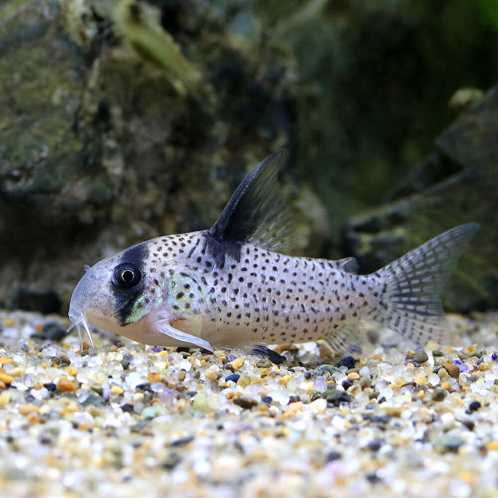 （熱帯魚）コリドラス・ユウナ　ローライマ（ブリード）（1匹）　北海道・九州航空便要保温
