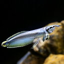 (熱帯魚)一点物 プラチナブラックアロワナ 約10〜12cm(1匹) 北海道・九州航空便要保温