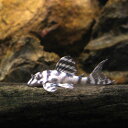 (熱帯魚)一点物 ニューメガクラウンプレコ スーパーホワイト L−236(国産ブリード)(1匹) 北海道・九州航空便要保温