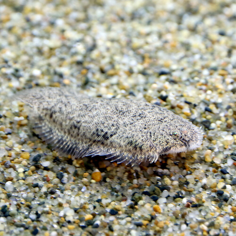 （熱帯魚）ニューギニア淡水カレイ（3匹）　北海道・九州航空便要保温
