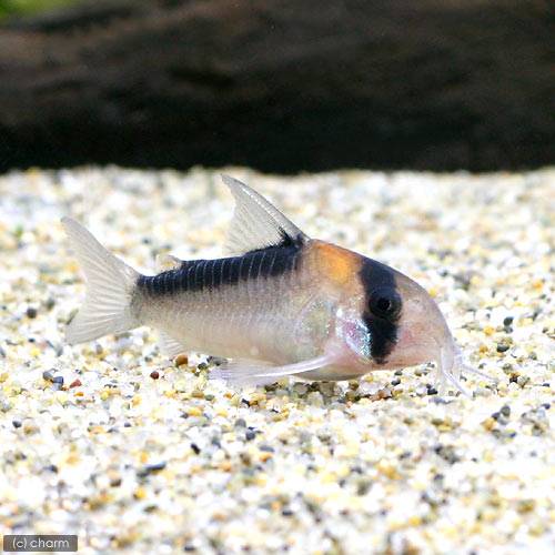 （熱帯魚）コリドラス・アドルフォイ（国産ブリード）（1匹）　北海道・九州航空便要保温のサムネイル