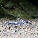 (熱帯魚)コリドラス・クロネイ(1匹) 北海道航空便要保温 沖縄別途送料