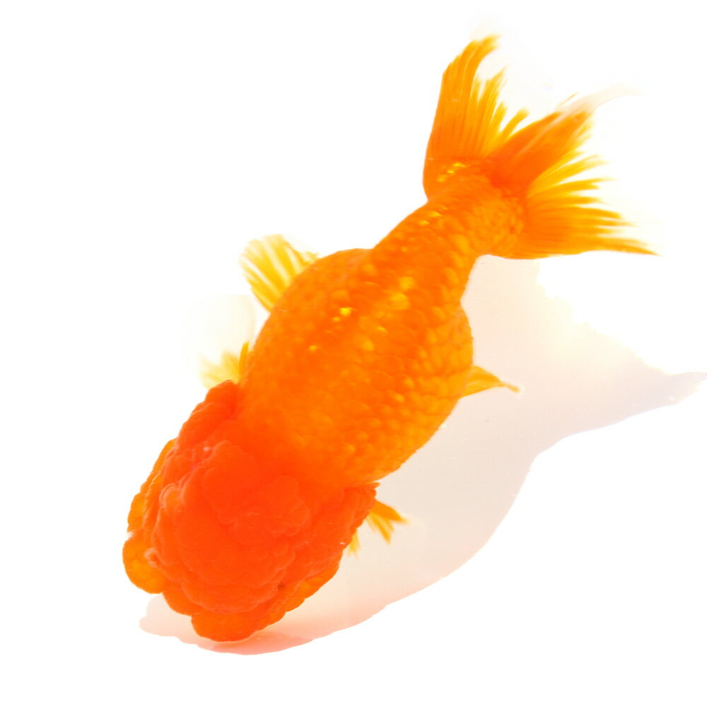 �ʹ񻺶���˰���ʪ�����Ӥ����夦��12cm�ޡ�1ɤ���̳�ƻ�Ҷ������ݲ�