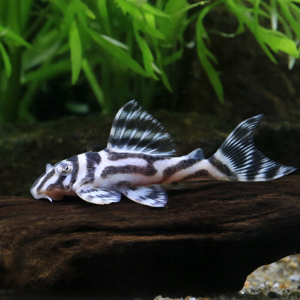 （熱帯魚）スーパーインペリアルゼブラプレコ　L−173a　イレギュラーバンド（ブリード）（1匹）　北海道・九州航空便要保温