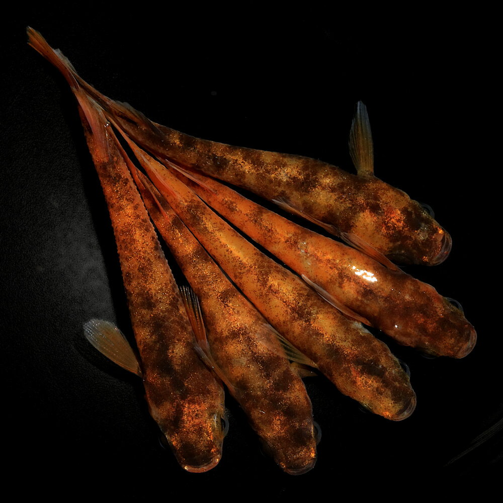 （めだか）しまじろうメダカ（3匹）